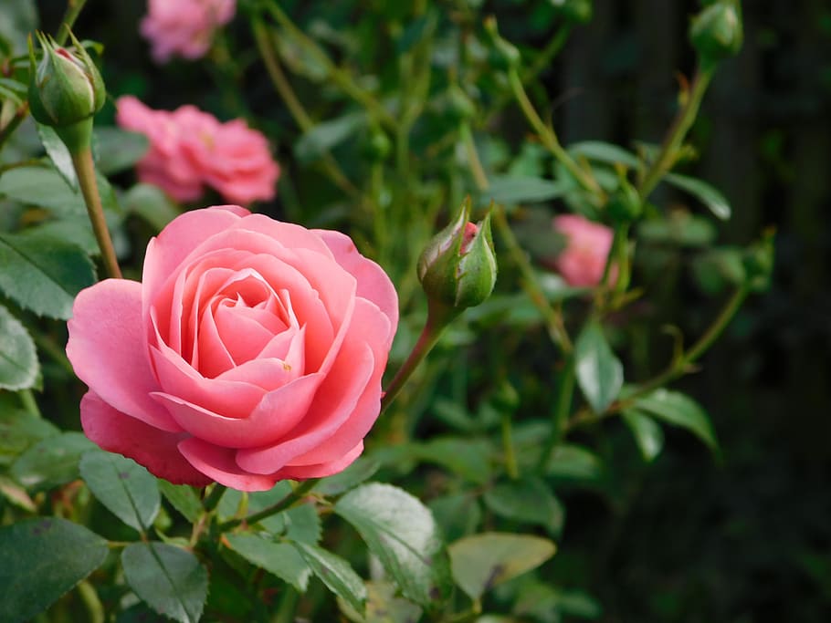 rosa, flower, nature, flowers, bloom, romantica, rose, garden, romance, spring
