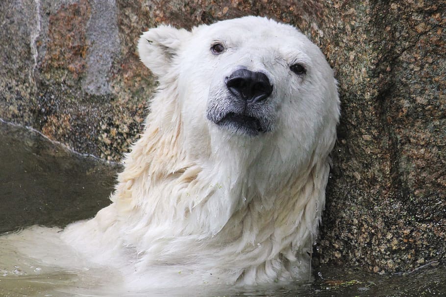 urso polar, mudança climática, predador, natureza, ameaça, triste, um animal, temas de animais, mamífero, animais em estado selvagem