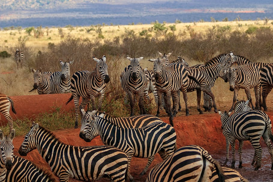 afrika, kenya, zebra, safari, dunia binatang, liar, hewan, hutan belantara, taman nasional, hewan liar