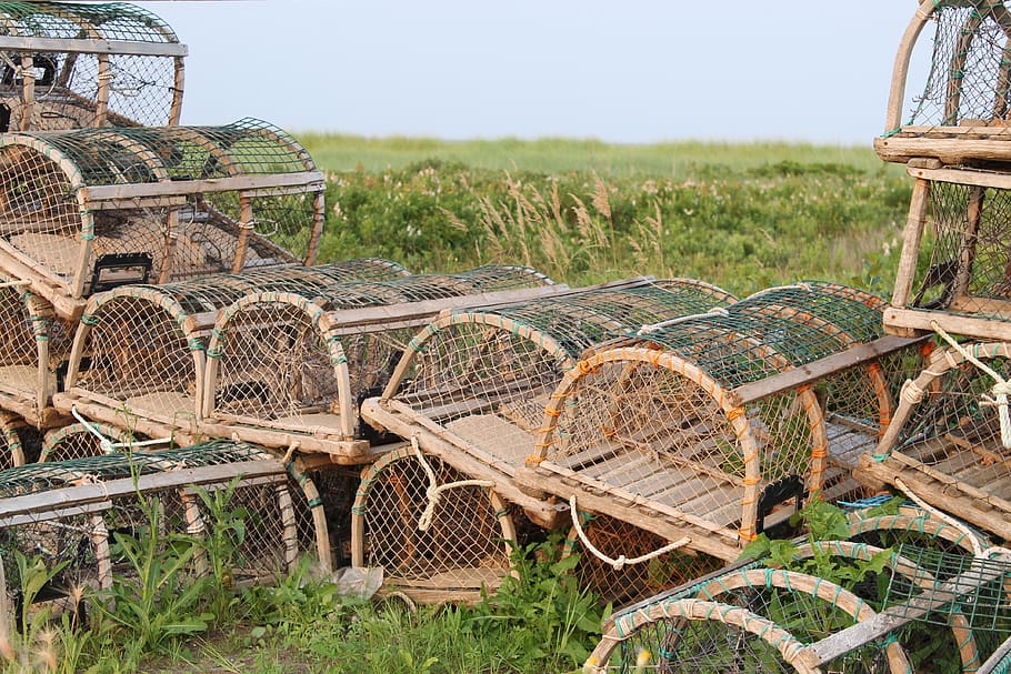 new brunswick, cage, lobster, fishing, marine, field, land, day, nature, plant