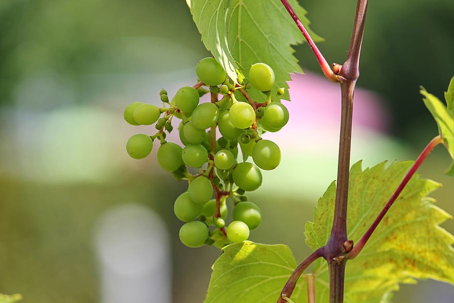 grape, young, green, winegrowing, wine, structure, vines, vine, grape varieties, shades of green