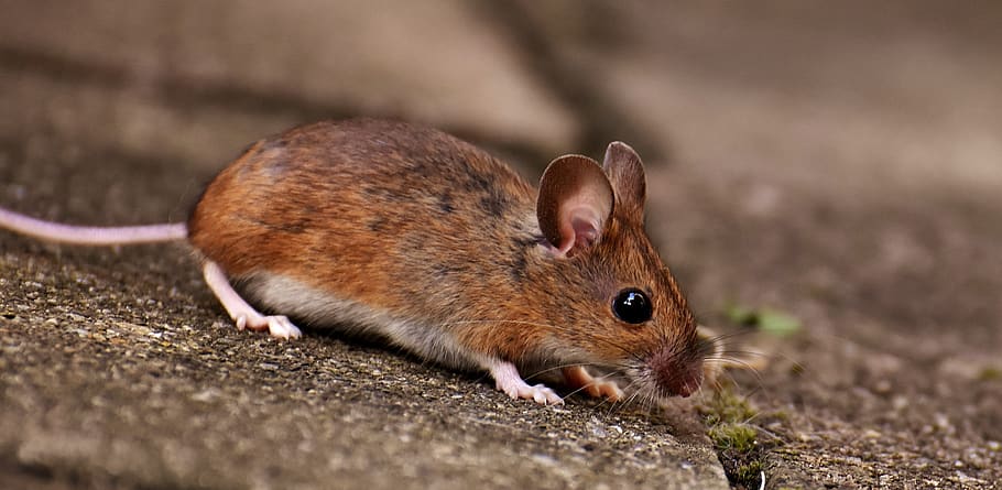 wood mouse, rodent, nager, foraging, mouse, mammal, nature, cute, small, animal