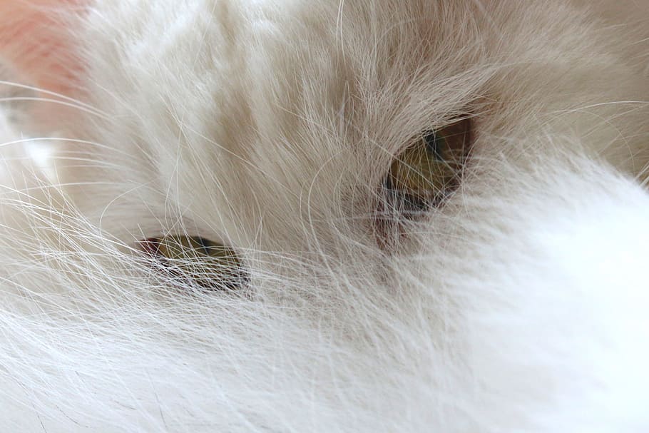 gato, mascota, animal, ojos, blanco, bigotes, pelo, pelaje, Temas de animales, mascotas