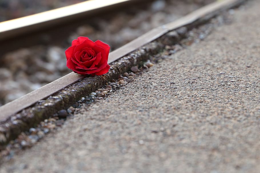 red rose near rail, remembering all victims, of suicide on rail, condolence, humble, loving memory, you are not forgotten, outdoor, flower, rose