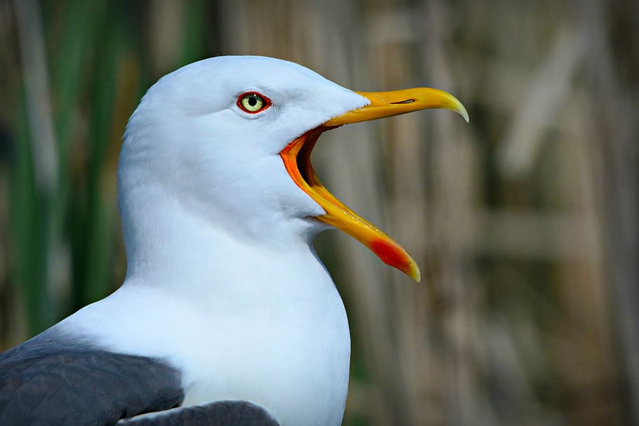 seagull, seabird, bird, gull, animal, beak, feather, plumage, scream, open