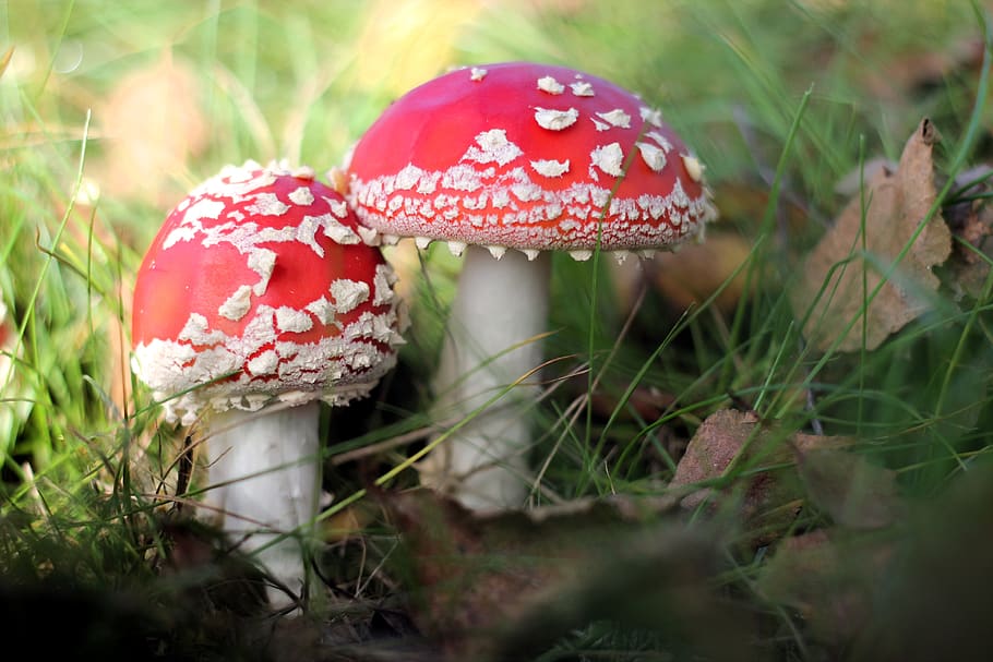 toadstool, fungus, two, toxic, forest, autumn, mushrooms, nature, red, spotted