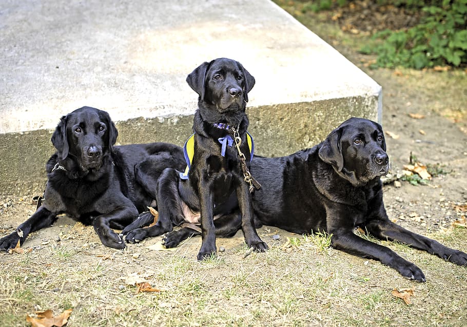 three generations of service dogs, background, service, dogs, labrador, retriever, outdoors, working dog, working, note