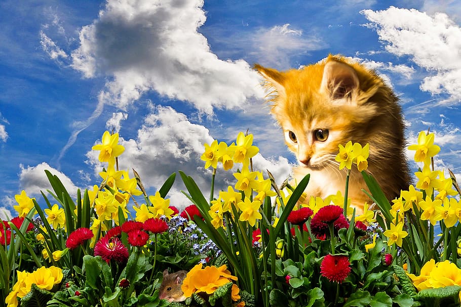 flower, nature, spring, cat, mouse, lurking, hunt, play, flowers, daffodils