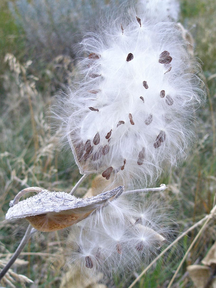 one, pod, almost, empty, next, cracked, open, spilling, seeds, milkweed pod