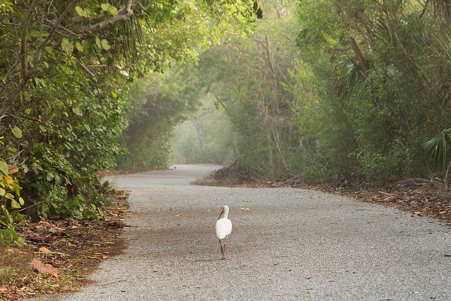 bird, walking, trail, forest, wood, tree, white, duck, goose, feathers