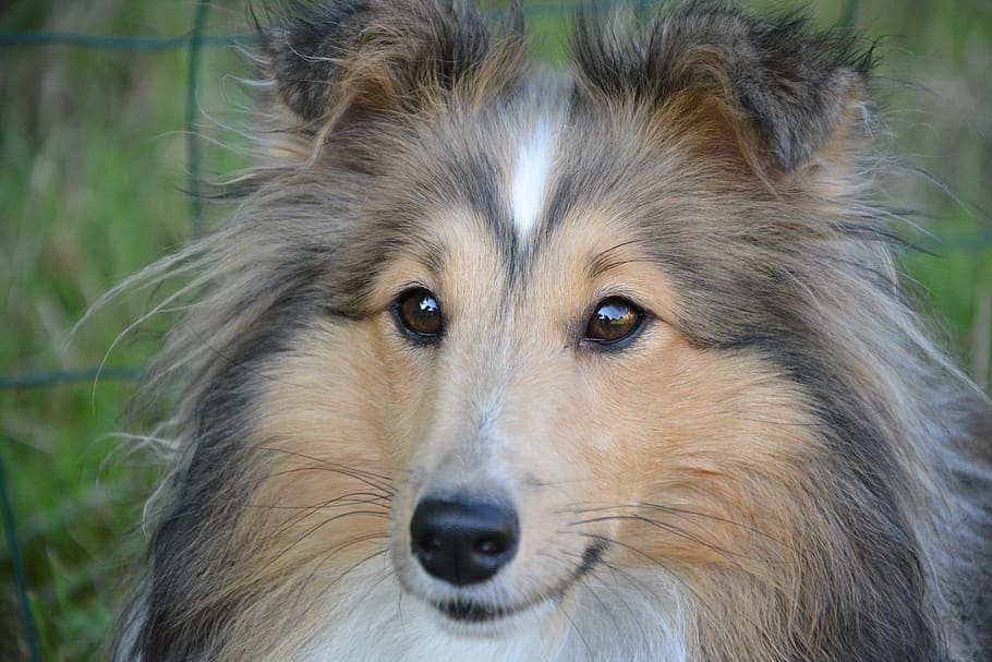 cão, cadela, cadela cão pastor nayana shetland, olhos azuis shetland cão pastor, merle azul cão pastor de shetland merle, focinho longo, fêmea, animal, cadela jovem, adorável