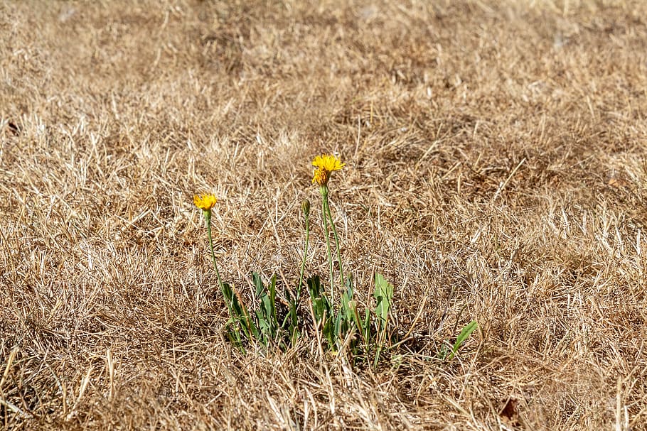 drought, dry grass, heat wave, summer heat, yellow lawn, burned, forest hawkweed, wall-hawkweed, hieracium sylvaticum, composites