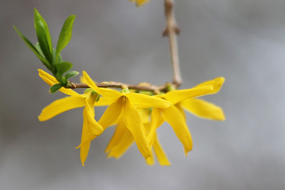 spring, forsythia, yellow, plant, branch, nature, outdoor, close-up, freshness, flower
