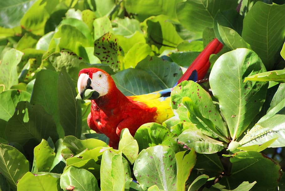 parrot, red, ara, costa, rica, almond tree, almond, bird, nature, bill