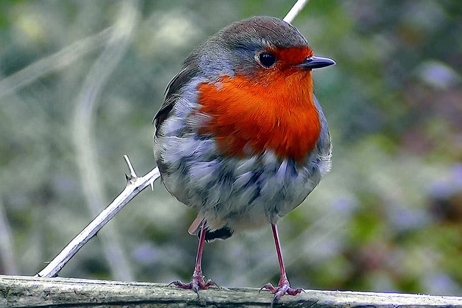 redbreast, common, nature, animal, spring, bird, outdoors, vertebrate, animal wildlife, one animal