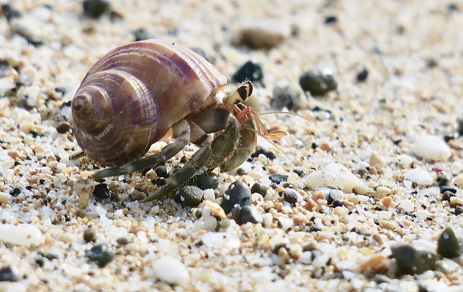 hermit crab, marine life, marine animals, crab, sea, aquatic organisms, shell, natural, crustaceans, beach