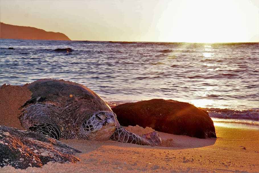 turtle, sea, hawaii, beach, ocean, animal world, nature, sea turtle, blue, water