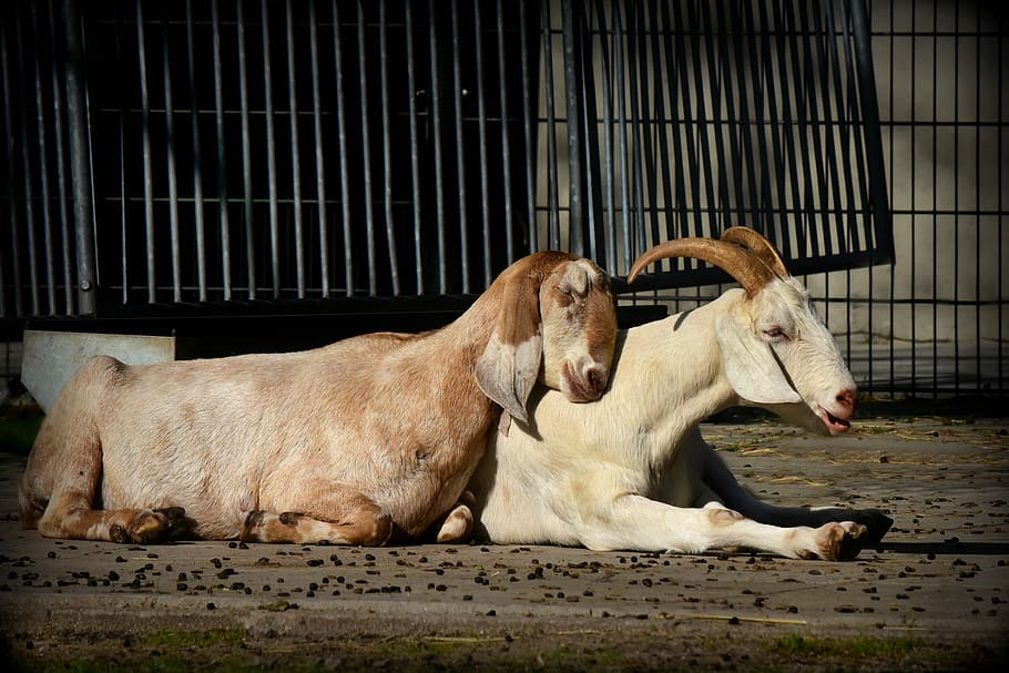 goat, animal, mammal, horn, ruminant, captivity, bar, grid, lying down, two