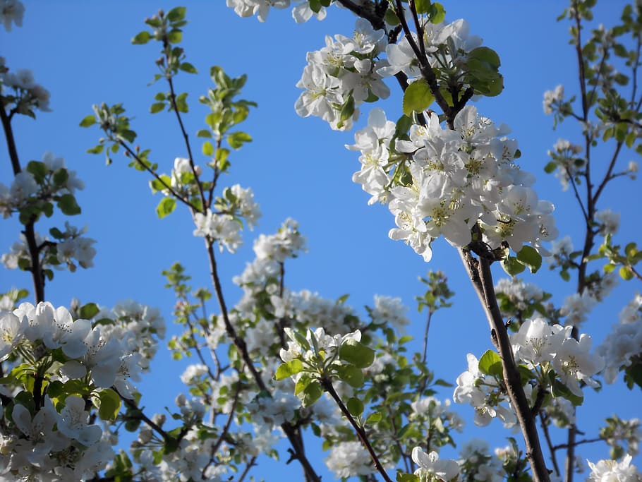 tree, natural, day, flower, flowers, bloom, springtime, blue, plant, outdoors