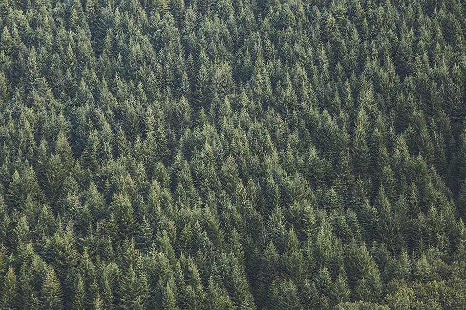 nature, forests, trees, rows, patterns, textures, aerial, green, tree, plant