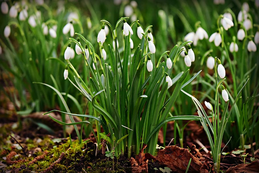 snowdrop, winter flower, plant, blossom, park, garden, galanthus, growth, beauty in nature, green color