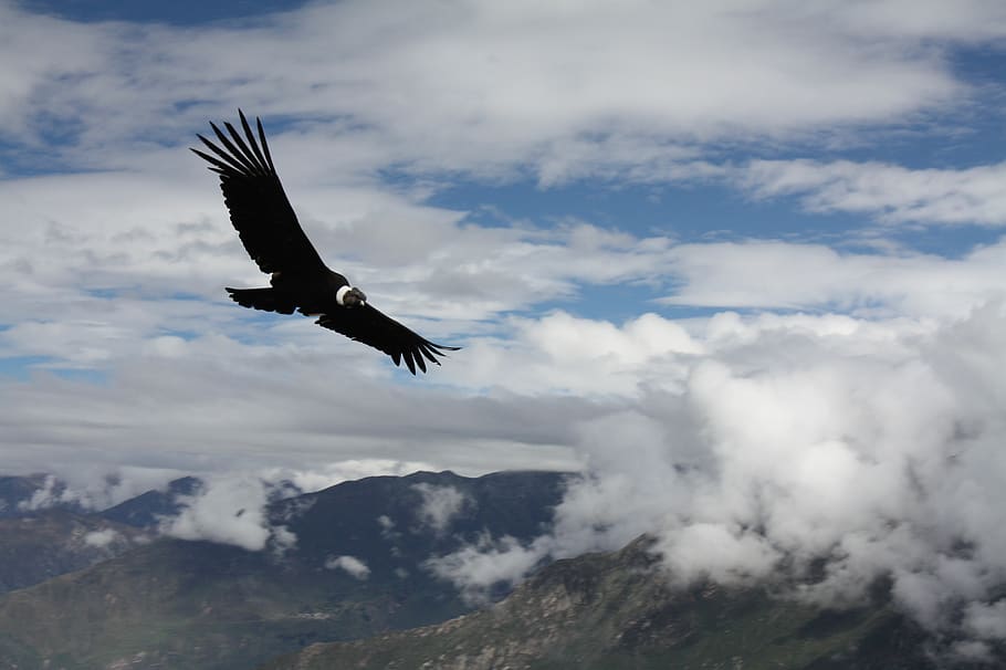 condor, peru, animal, flight, cloud - sky, flying, bird, one animal, vertebrate, animal wildlife