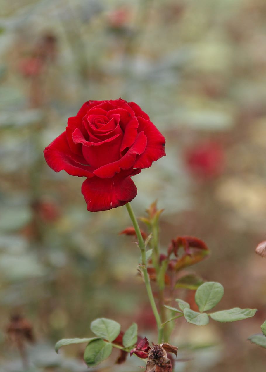 chinese rose, red, late autumn, flower, rose, flowering plant, plant, beauty in nature, rose - flower, freshness