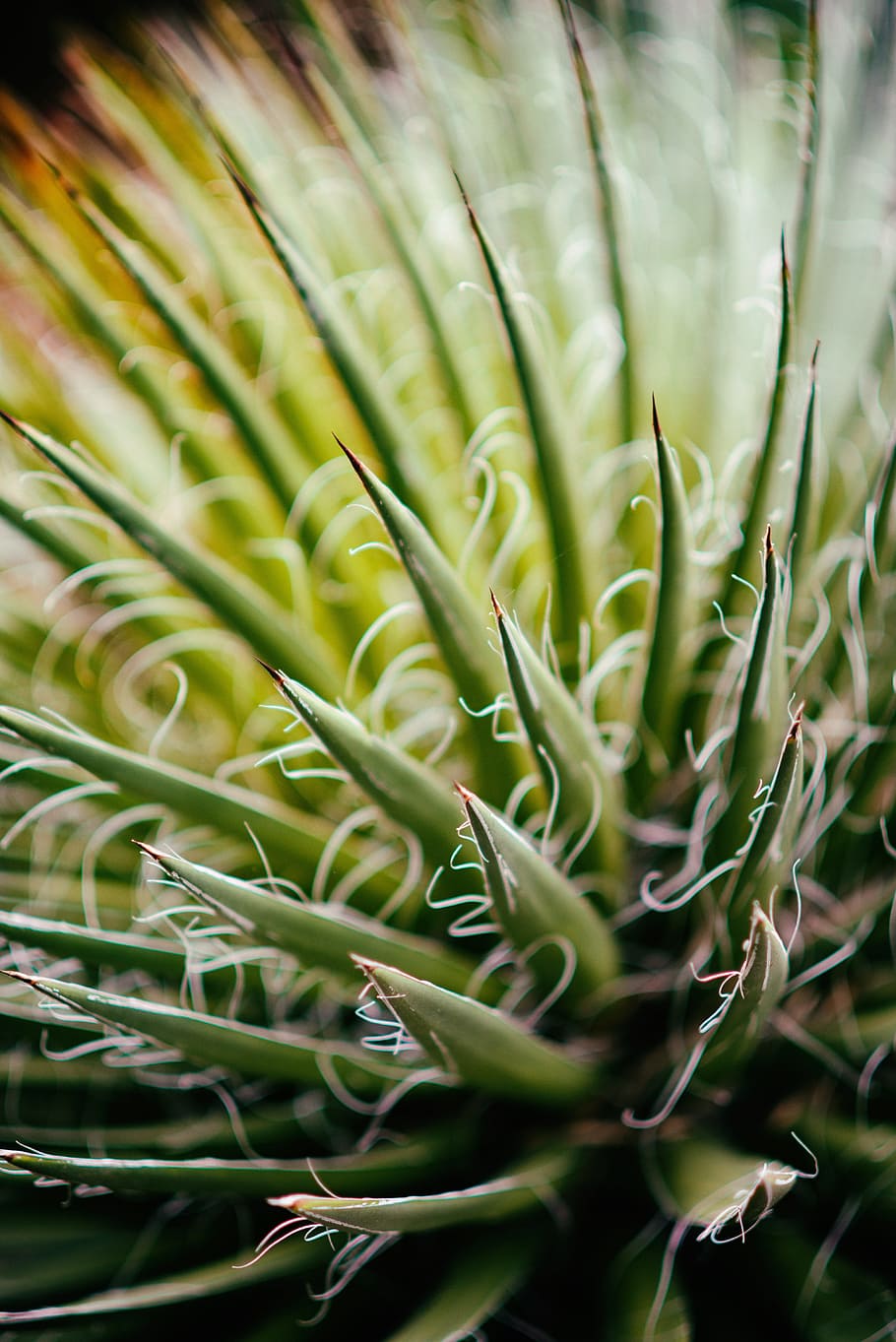 aloe, nature, plant, green, cure, thorn, thorny, green color, growth, close-up