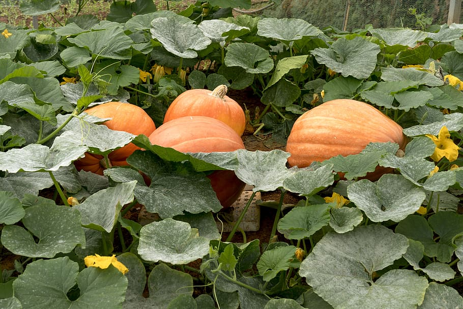 harvest, farmer, fair, autumn, decorate, food, fresh, holiday, oranges, seasonal