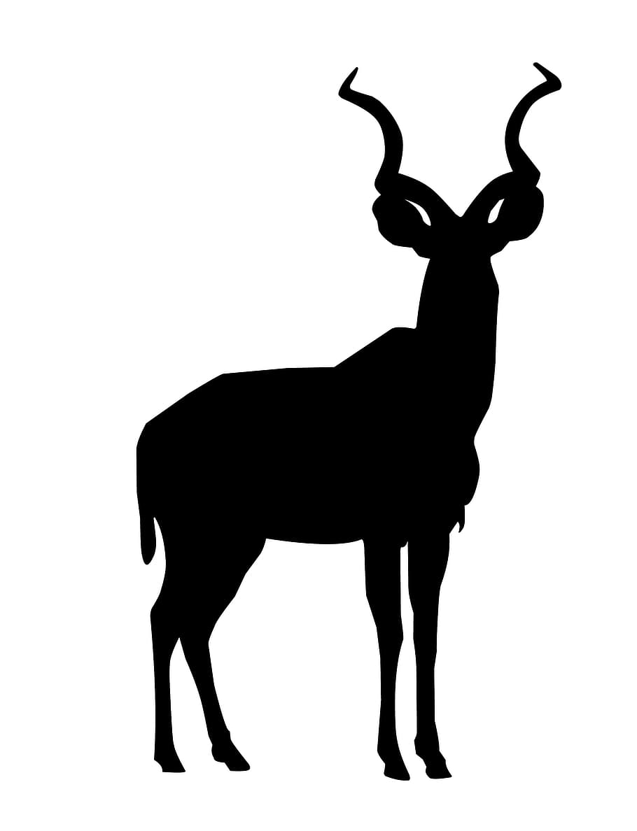 negro, silueta, kudu., kudu, animal, africano, pezuñas, sabana, mamíferos, safari