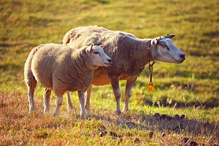 ovelha, animal, mamífero, lã, ruminante, dois, juntos, lado a lado, em pé, procurando