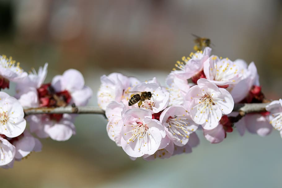 flores, abeja, blanco, primavera, árbol, casey, naturaleza, suministros, agradable, color