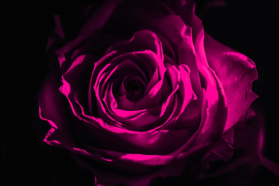 rosa, escuro, preto, fundo, noite, decoração, rosa - flor, beleza natural, pétala, flor