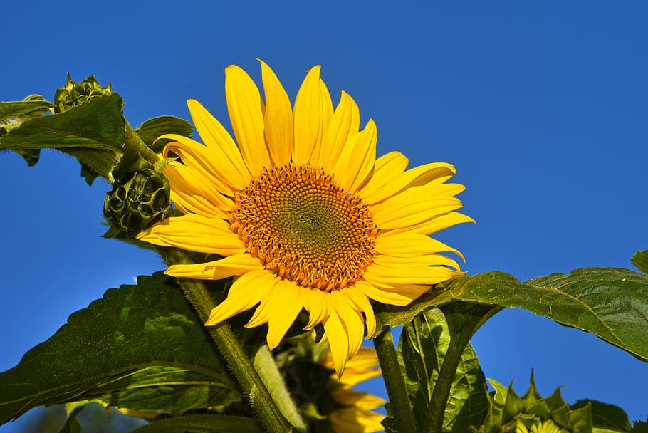 bunga matahari, bunga, tanaman, helianthus, umum, tinggi, tahunan, abadi, simetri, biji