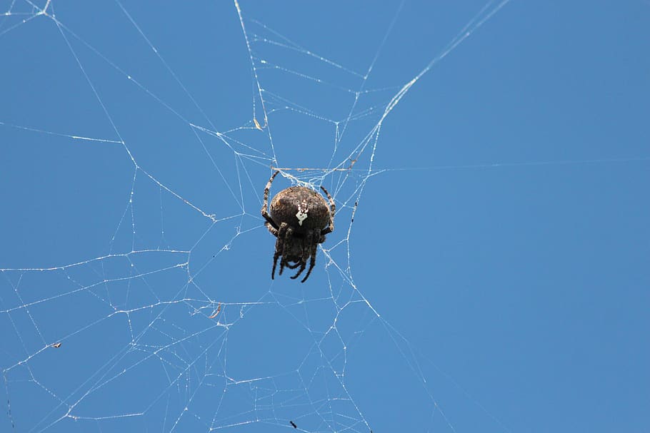 spider, spider web, arthropod, animal, blue sky, sky, blue, one, predator, not man
