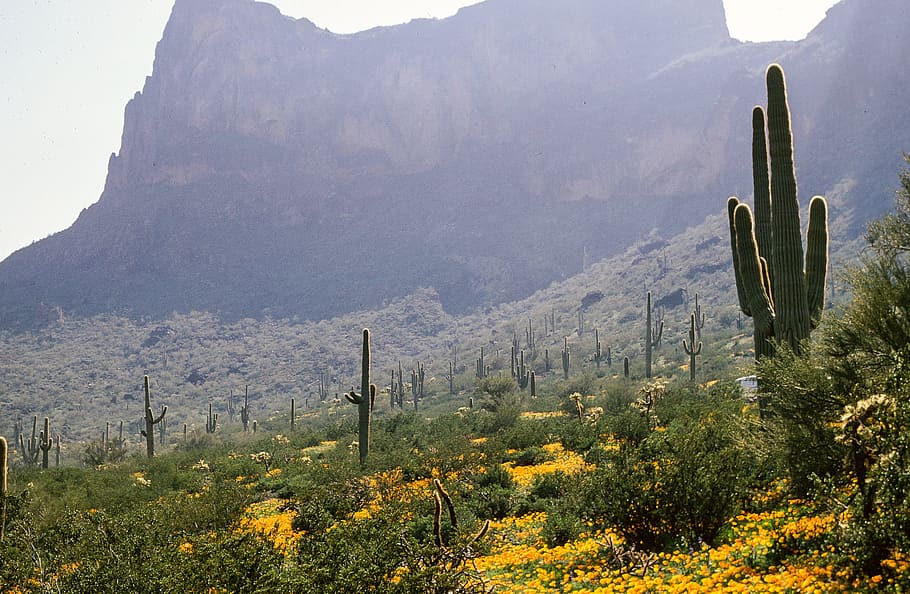 cacto saguaro, flores, belo, cacto, nuvens, deserto, flor, jardim, paisagem, prado