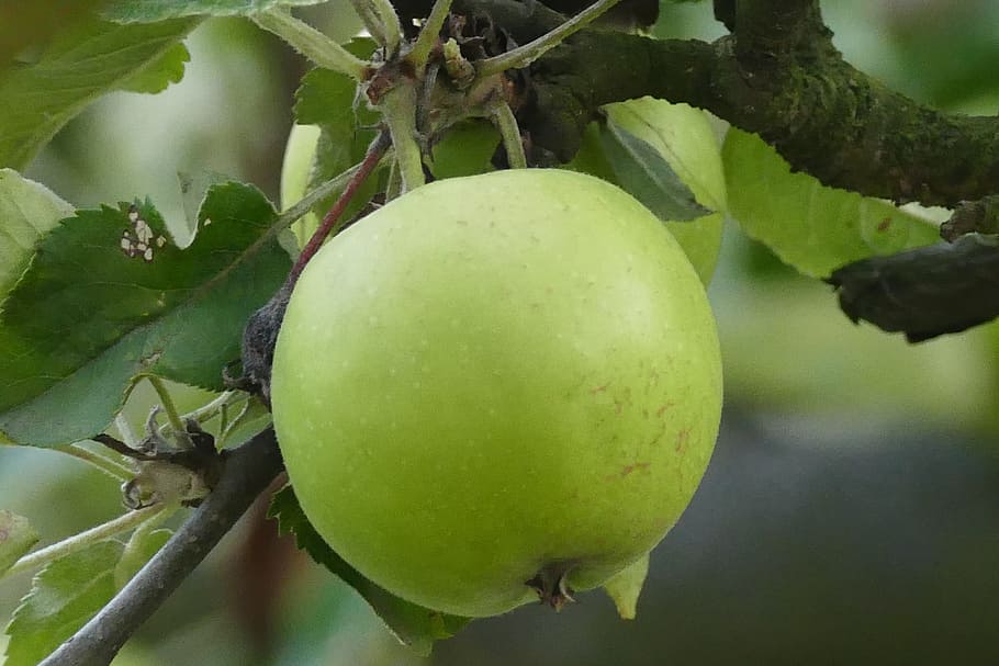 Poland, apple, fruit, plant, green, food, food and drink, healthy eating, tree, green color
