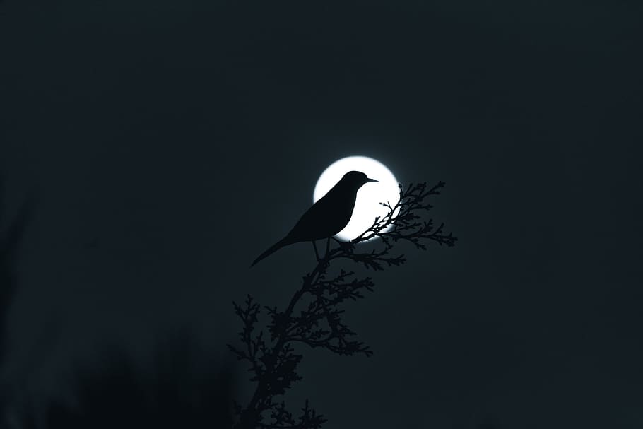 moon, planetary moon, moonlight, lunar, night, bird, wild, wildlife, wild animals, tree