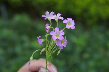 Fotos pequeña flor morada libres de regalías | Pxfuel