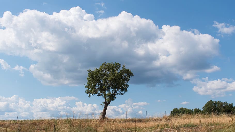 árvores, uma única árvore, árvore solitária, valensole plateau, rústico, terras agrícolas, nuvens, céu azul, pastagem, provença