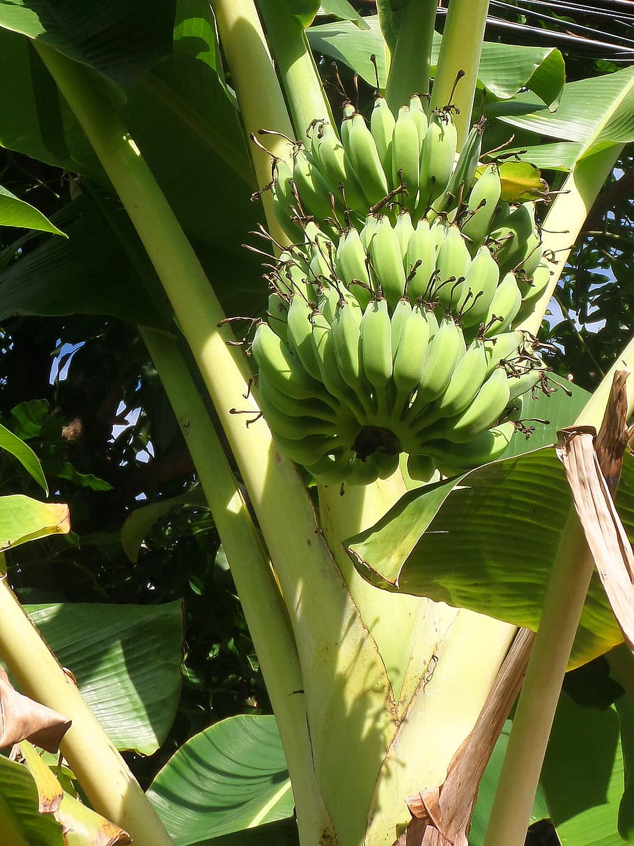 bananas, growing, plant, north, thailand, banana, bunch, fruit, food, tropical