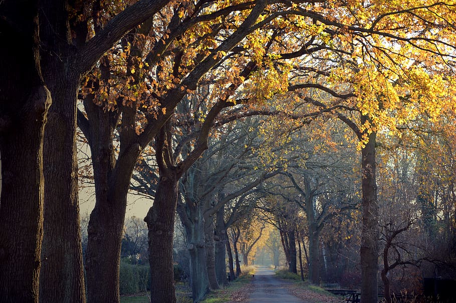 avenue, road, away, trees, landscape, dark, mystical, autumn, late autumn, fall foliage