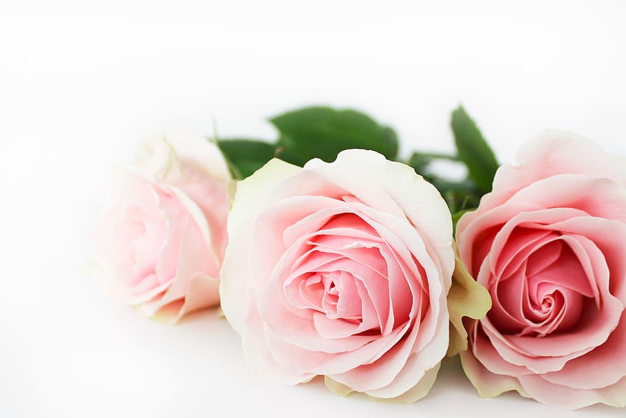 mawar, bunga, merah muda, alam, karangan bunga, romantis, pernikahan, flora, mekar, aroma