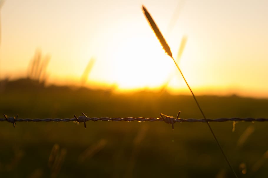 alambre de púas, cerca, puesta del sol, campo, naturaleza, seguridad, protección, barrera, límite, alambre