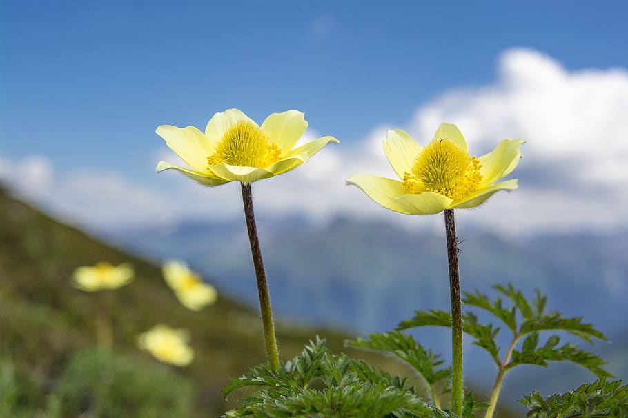 sulphur anemone, pulsatilla, blossom, bloom, spring, flower, macro, yellow, alpine, mountain flower