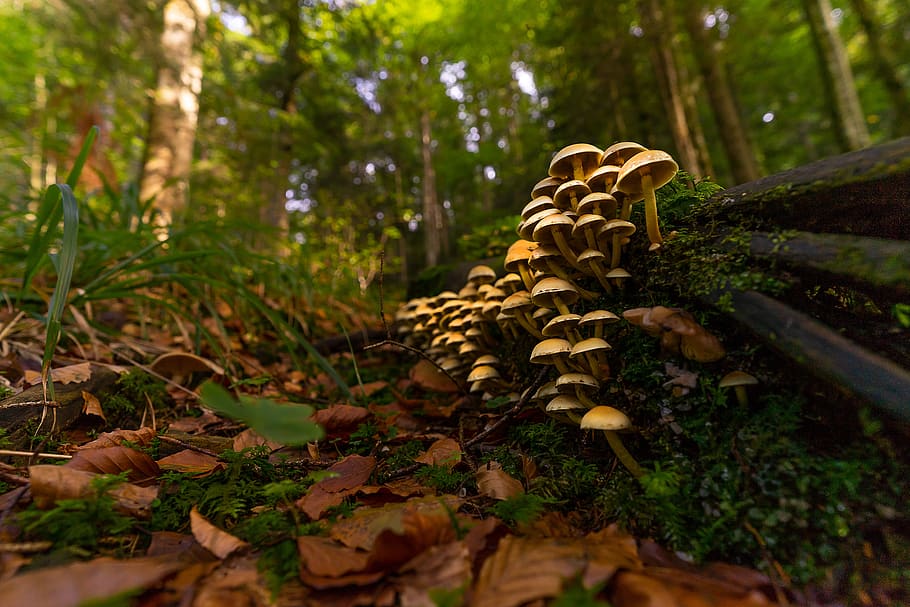 nature, mushroom, autumn, forest, moss, forest floor, green, grow, isolated, nature conservation