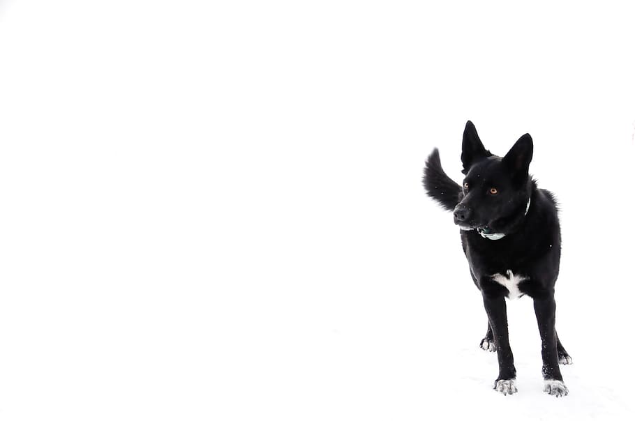 dog, black, snow, white, animal, animals, domestic animal, small dog, black white, canine