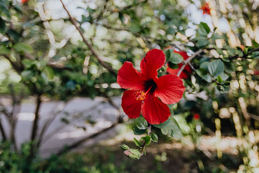 red, hibiscus flowers, portugal, flower, bloom, blooming, floral, blossom, tropical, exotic