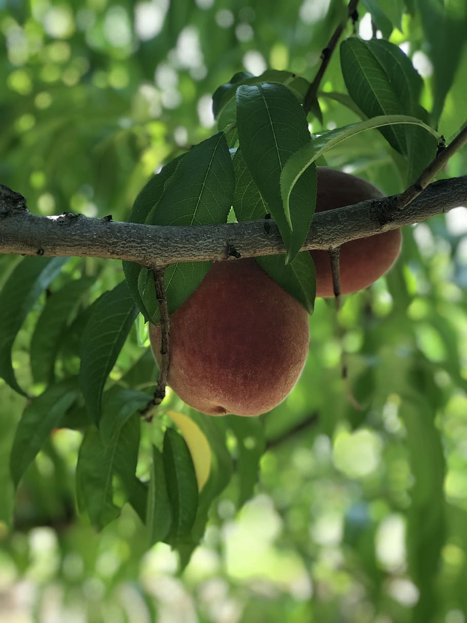 Персик дерево фото листьев peach, peach tree, fruit, fruit tree, leaves, summer, orchard, farm, harvest, pe