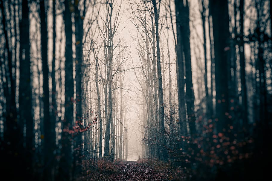 cryptically, gloomy, mystery, forest, mysterious, the fog, forests, dark, fantasy, magic